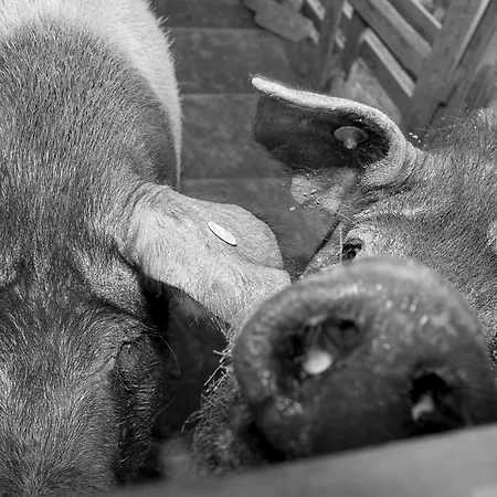 Il Giogo ファームステイ ロジニャーノ・マリッティモ